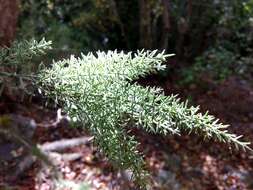 Image of Colletia ulicina Gill. & Hook.