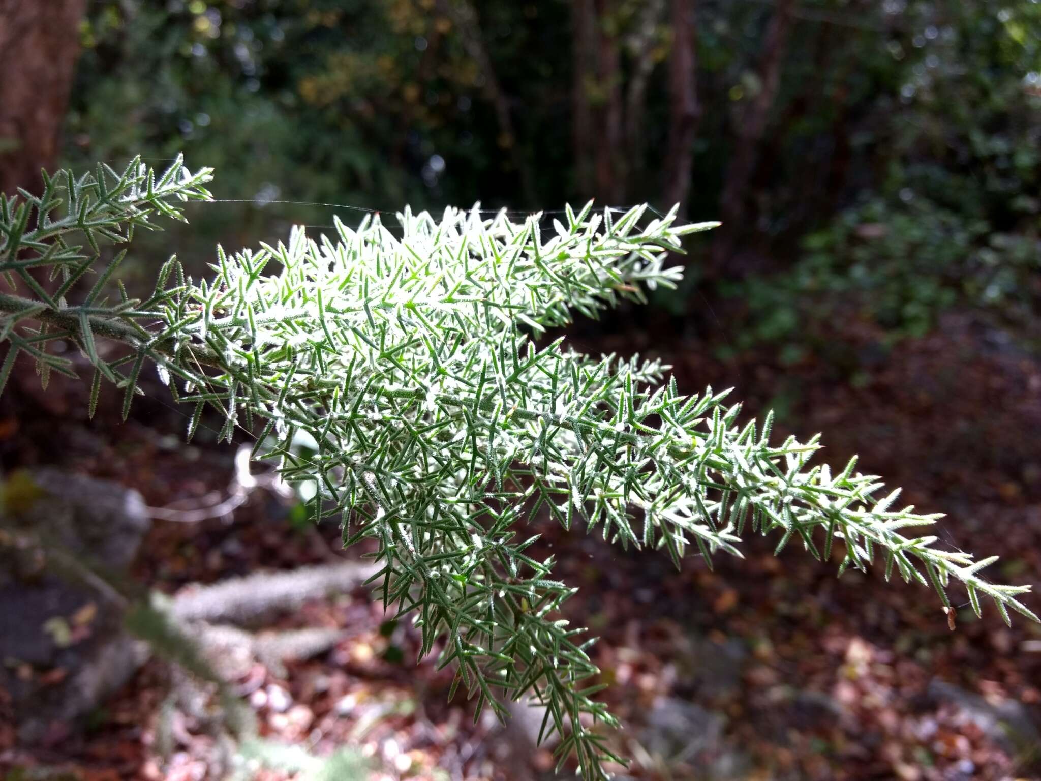 Image of Colletia ulicina Gill. & Hook.