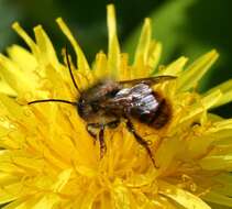 Image of Osmia rufa (Linnaeus 1758)