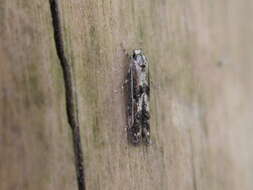 Image of Apple pith moth