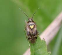 Image of Orthops basalis (A. Costa 1853)