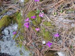 Pinguicula oblongiloba A. DC.的圖片