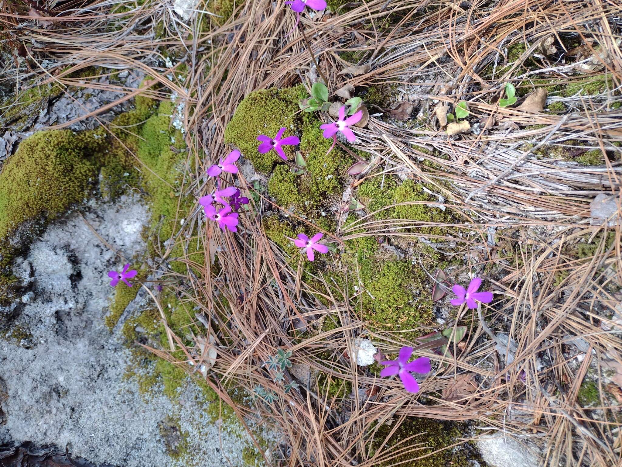 Pinguicula oblongiloba A. DC.的圖片