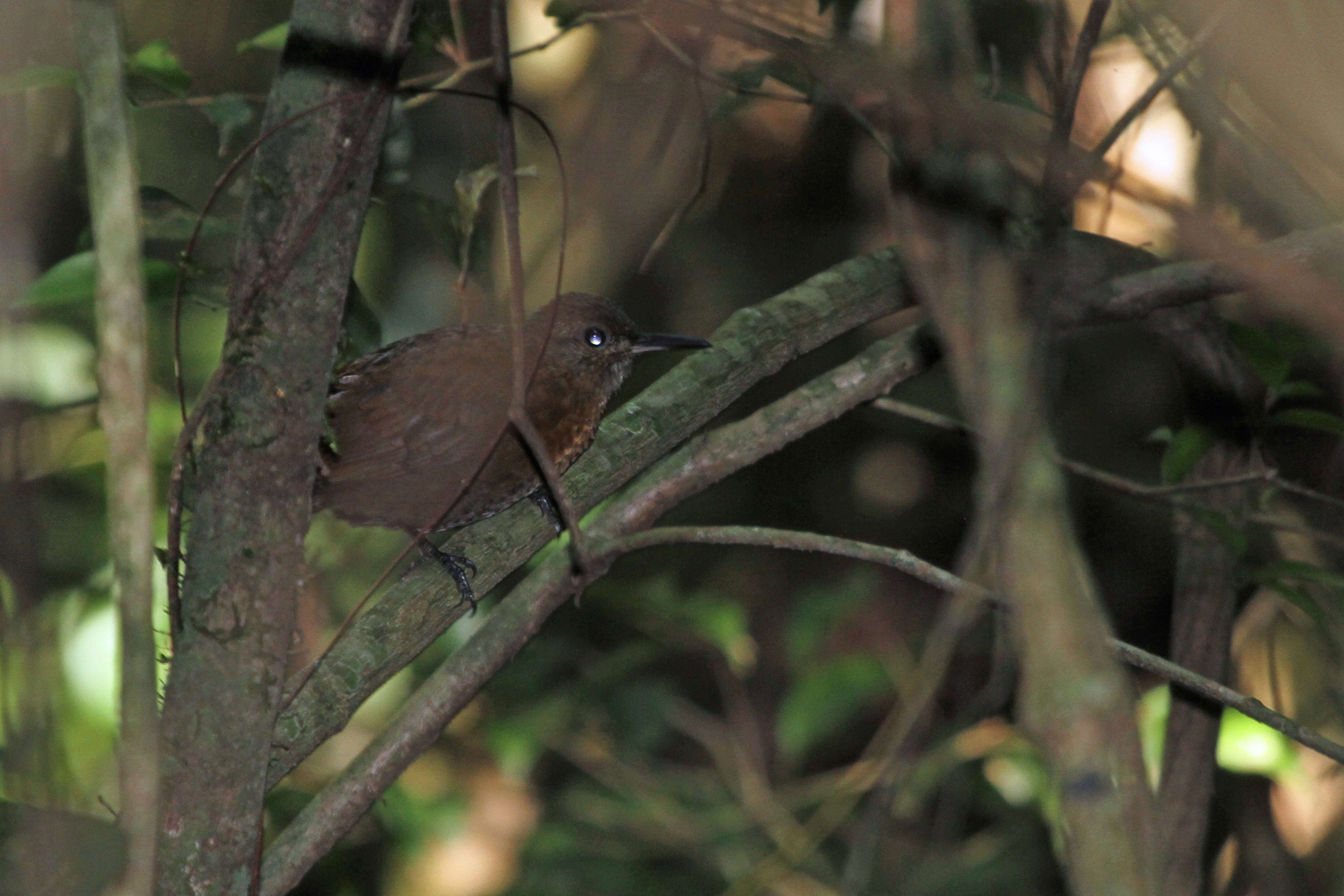 Image of Rufous-breasted Leaftosser