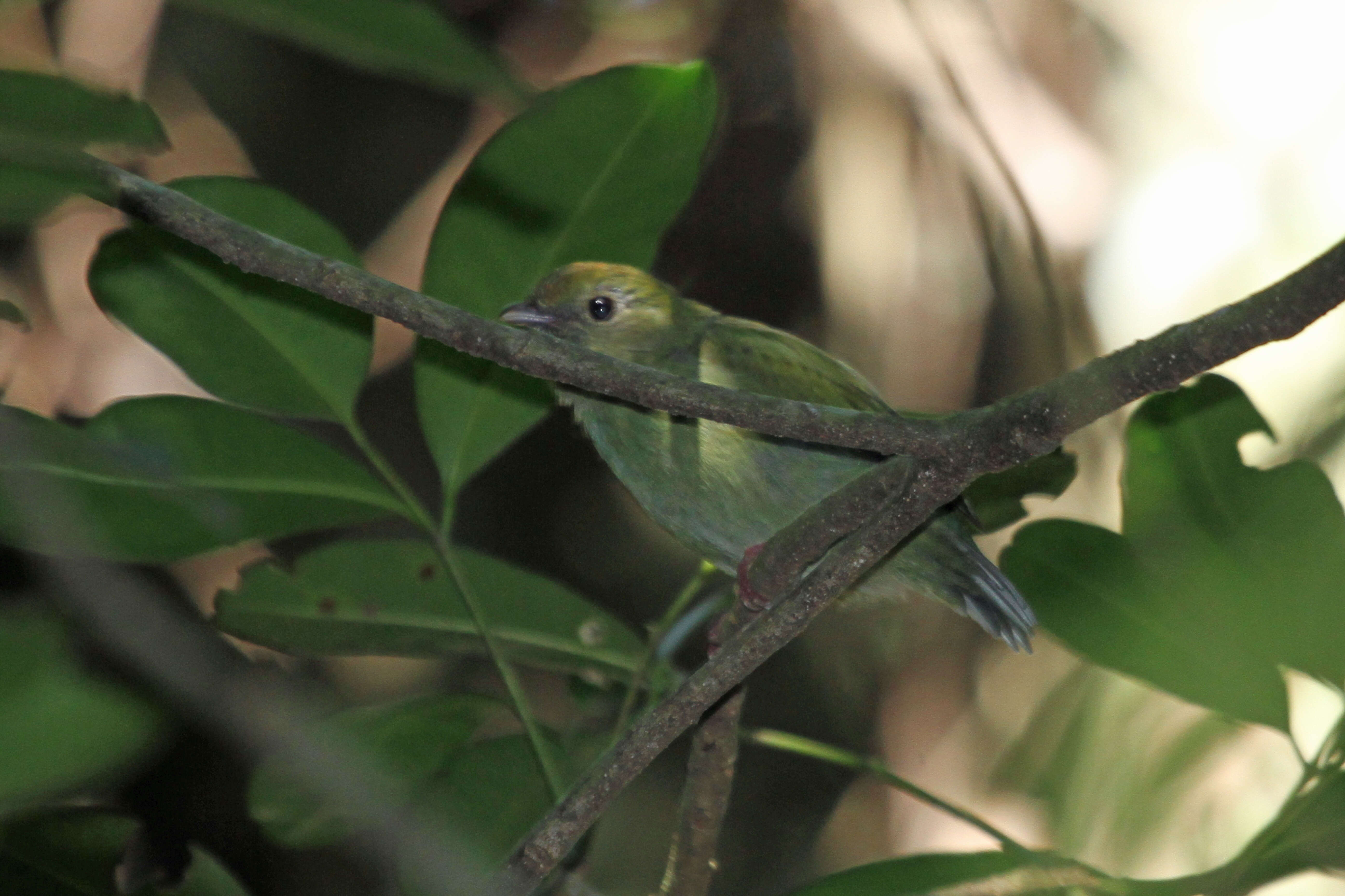 Chiroxiphia caudata (Shaw 1793) resmi