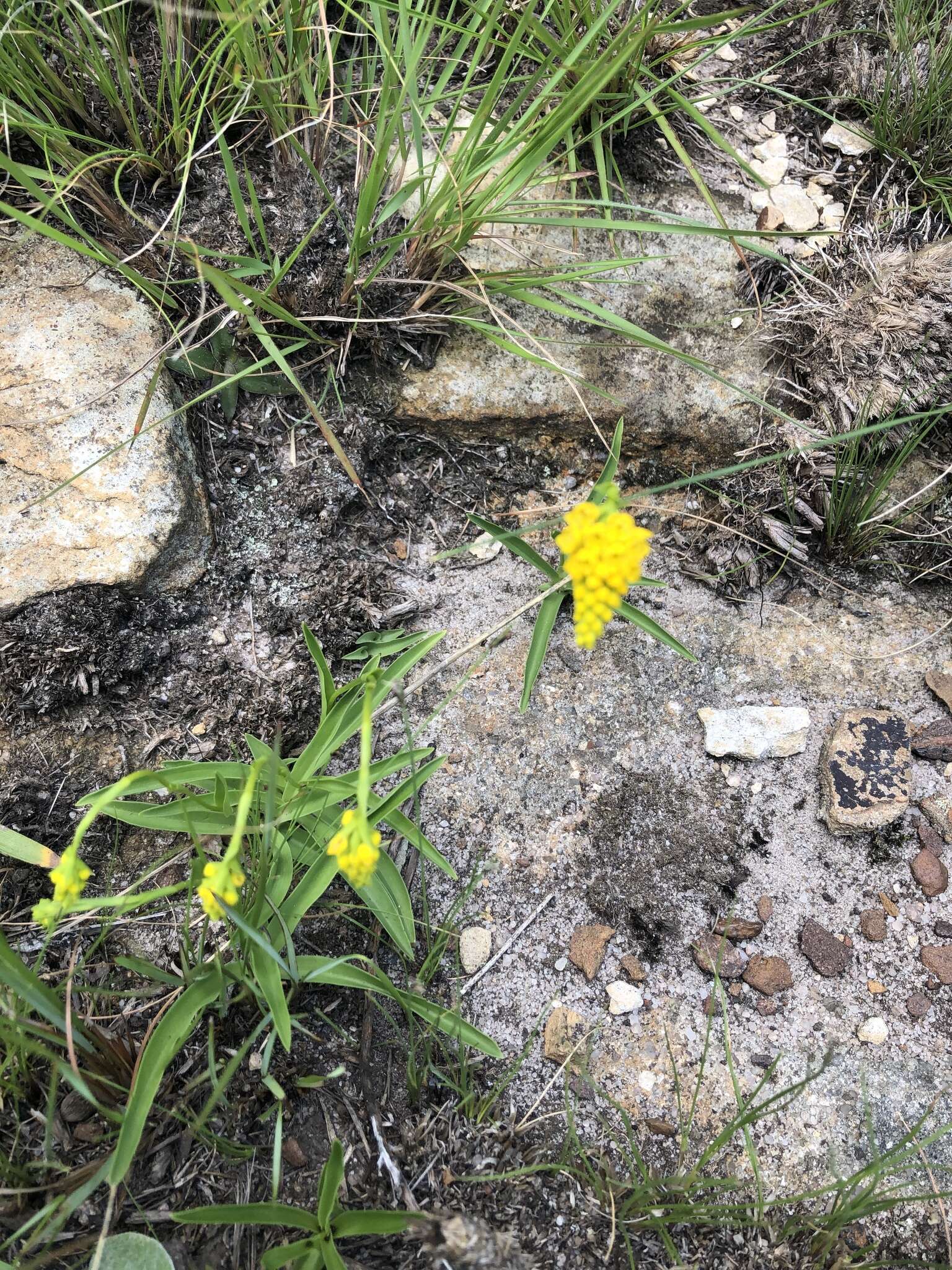 Слика од Schizochilus cecilii subsp. transvaalensis (Rolfe) H. P. Linder