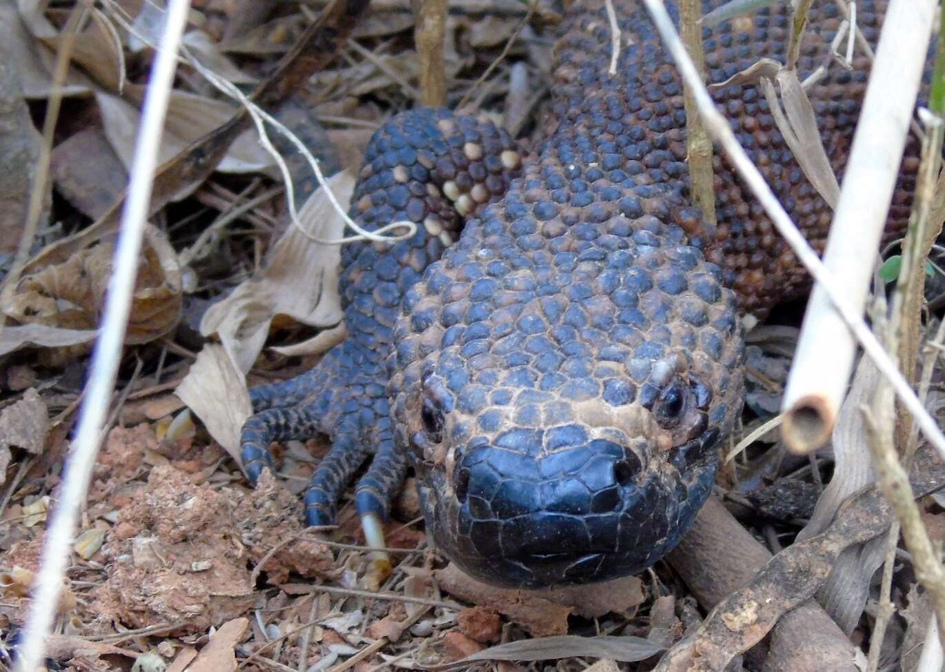 Image of Mexican Beaded Lizard