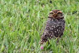 Image of Burrowing Owl