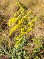 Image of Julia's goldenrod