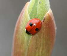 Adalia bipunctata (Linnaeus 1758) resmi