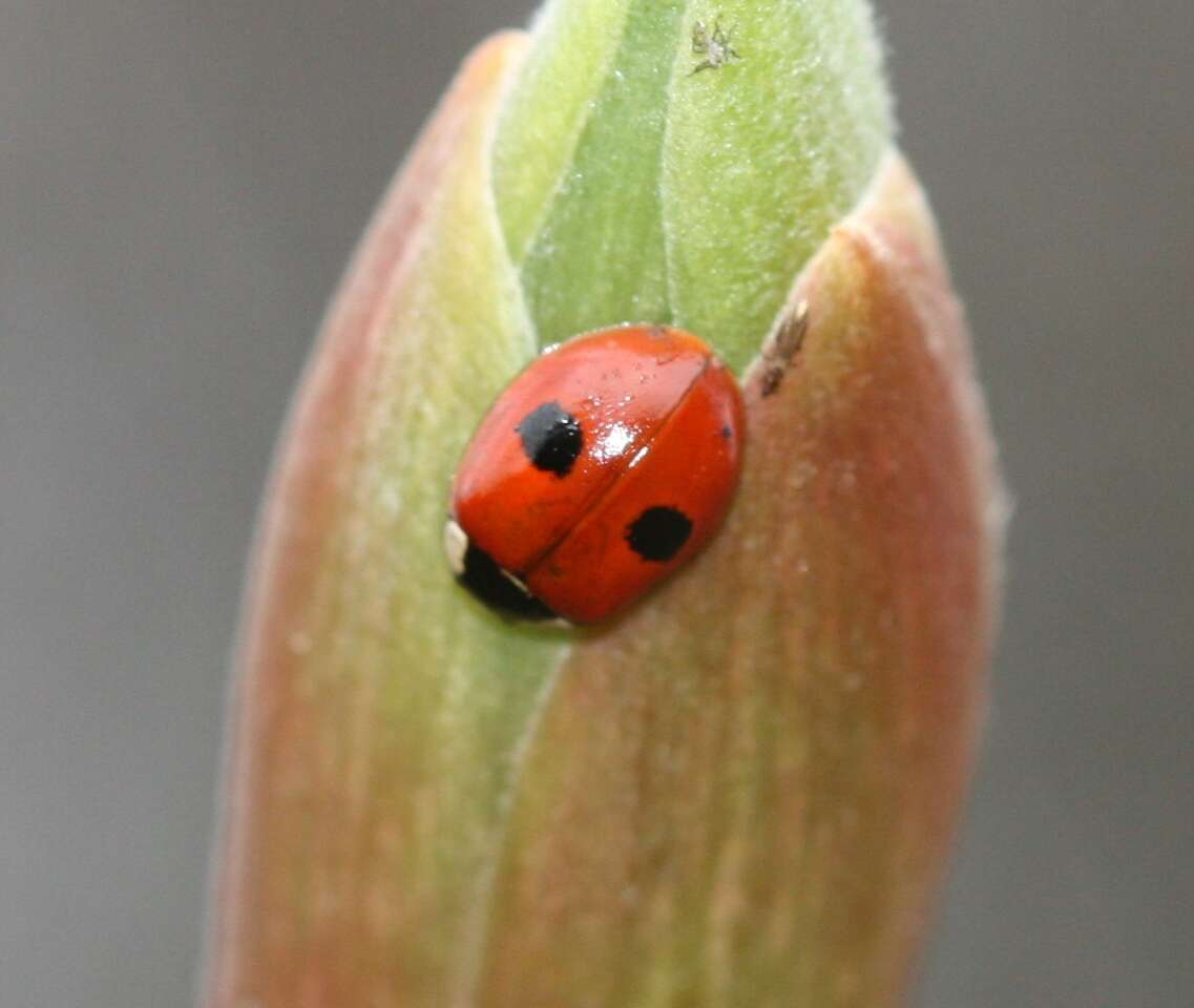 Adalia bipunctata (Linnaeus 1758) resmi