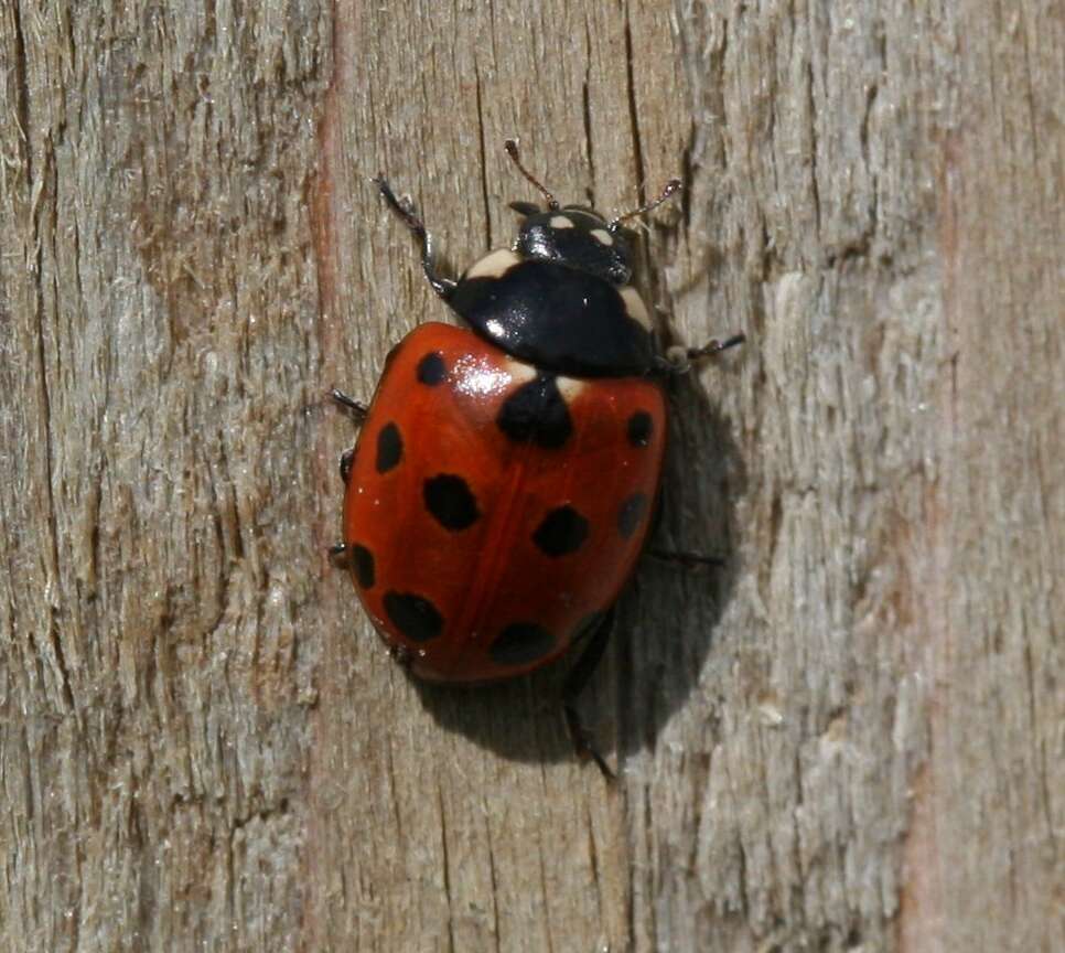 Image of 11-spot ladybird