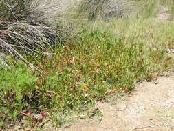 Image of shoreline seapurslane