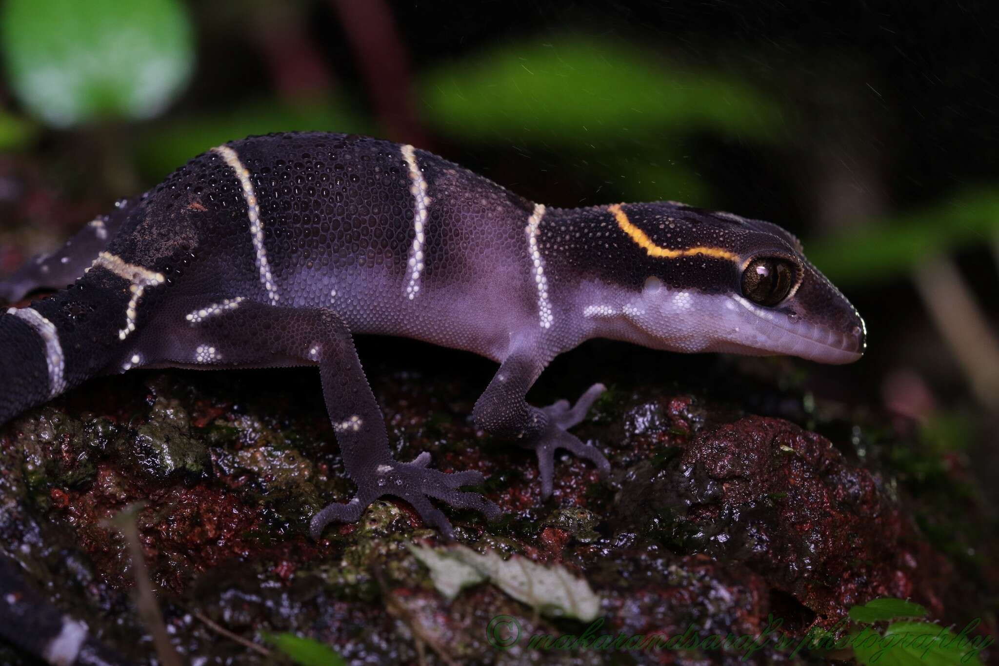 Image of Boulenger’s Indian Gecko