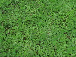 Imagem de Hydrocotyle ramiflora Maxim.