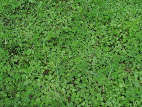 Image of Hydrocotyle ramiflora Maxim.