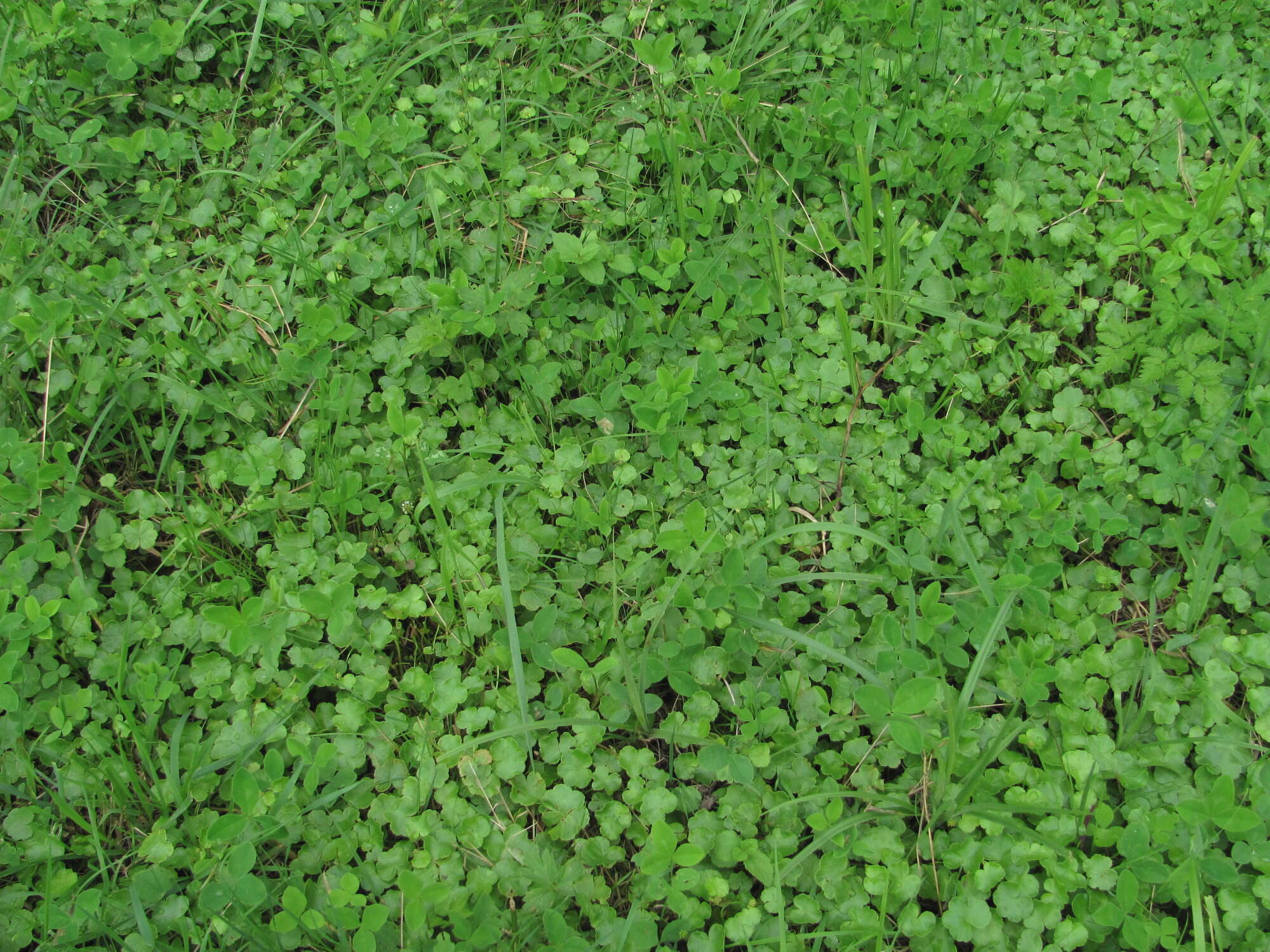 Imagem de Hydrocotyle ramiflora Maxim.