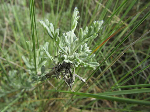 Image of Seriphidium caerulescens subsp. caerulescens