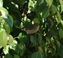 Image of Canary Islands Chiffchaff