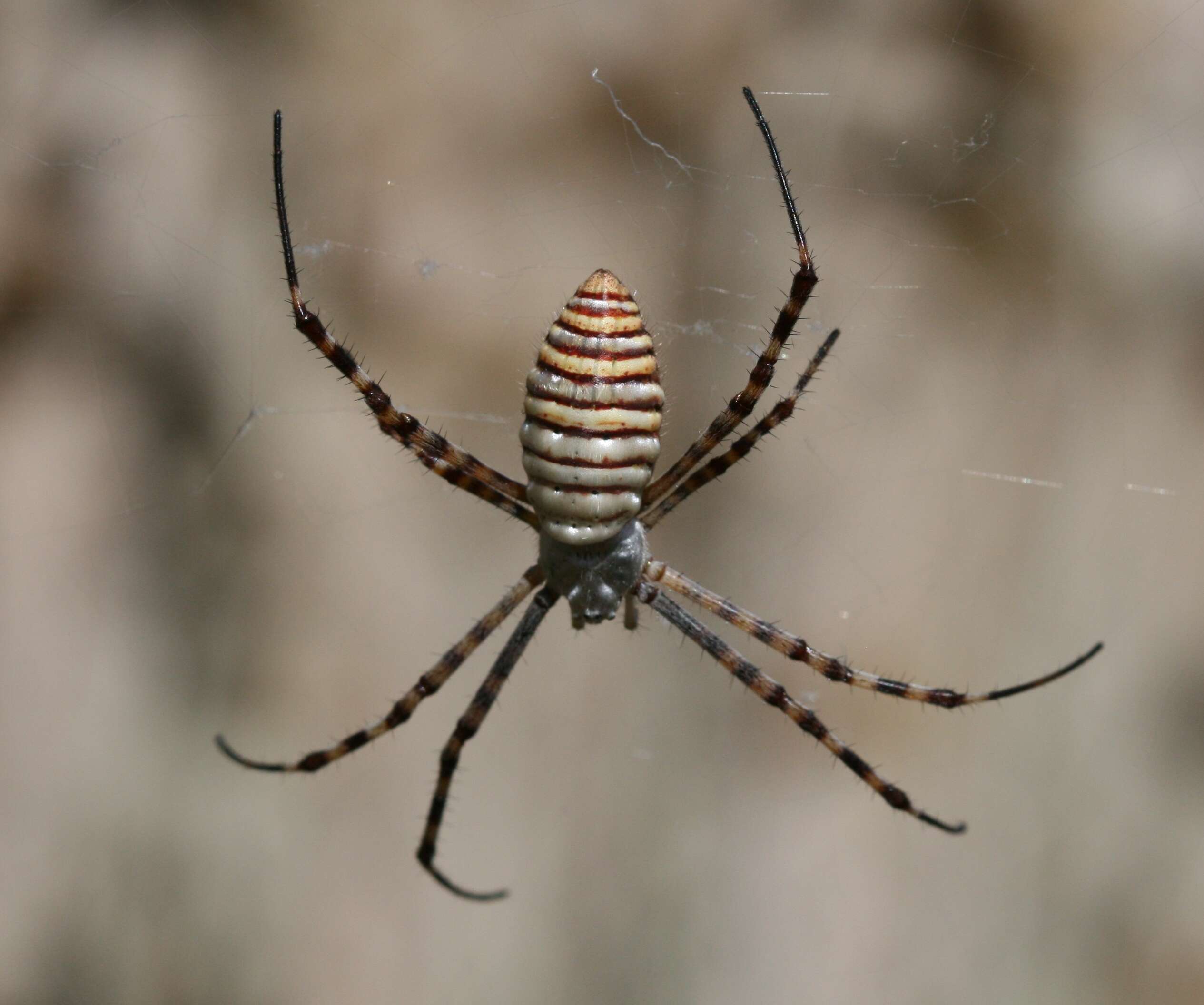 Image of Banded Argiope