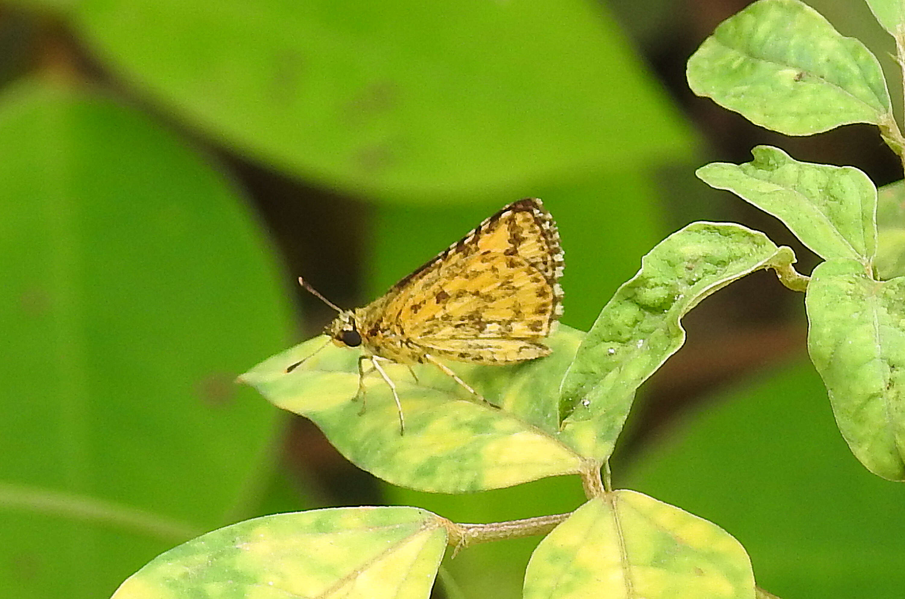 Image of Bush Hopper