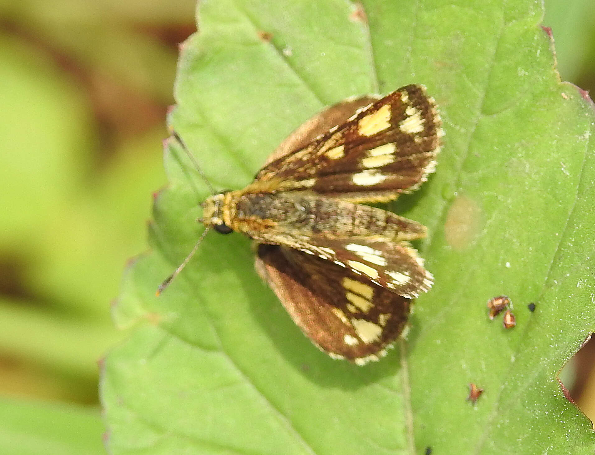 Image of Bush Hopper