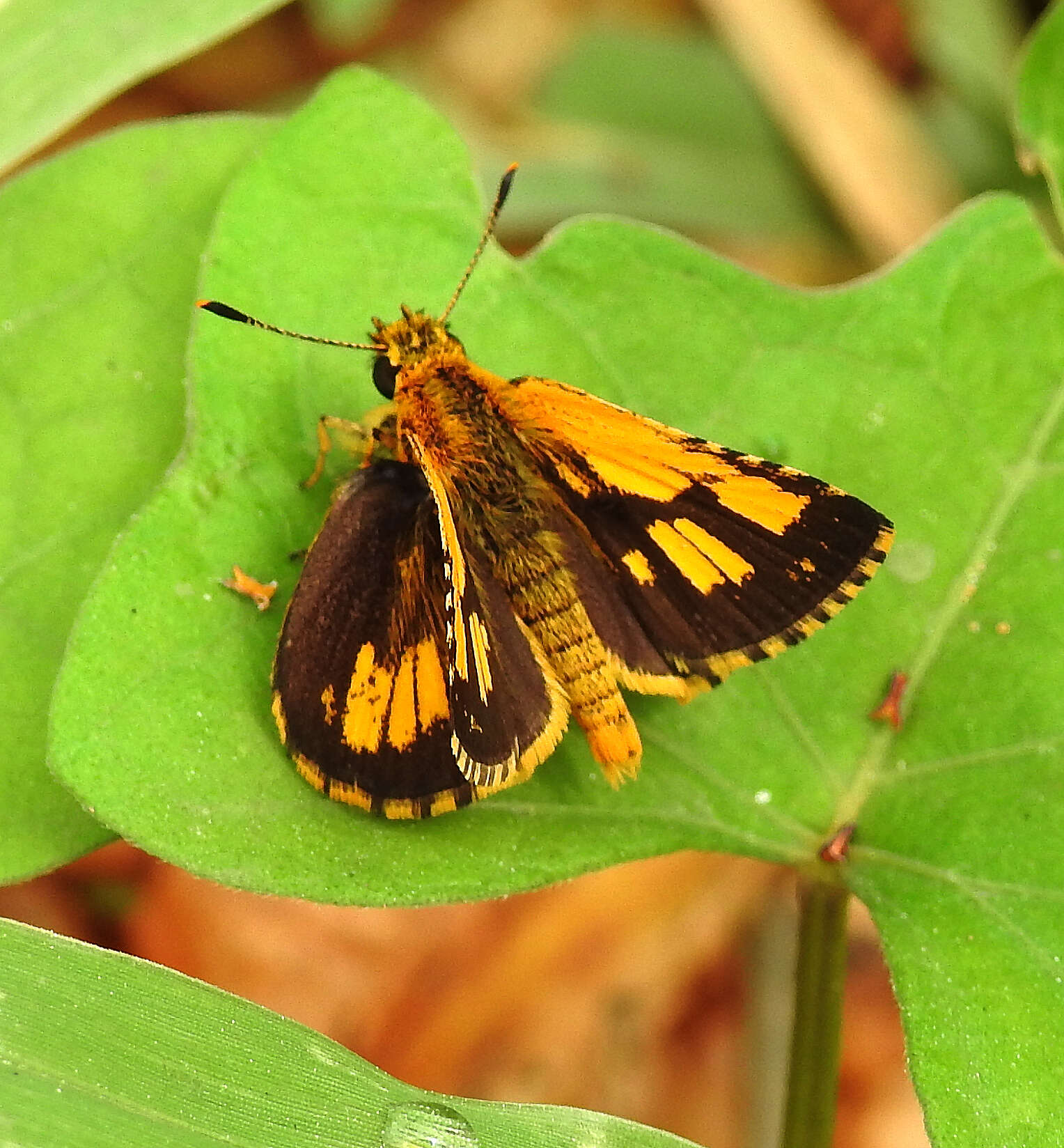 Image of Bush Hopper