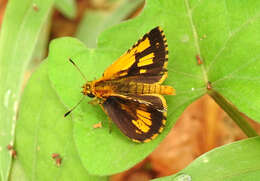 Image of Bush Hopper