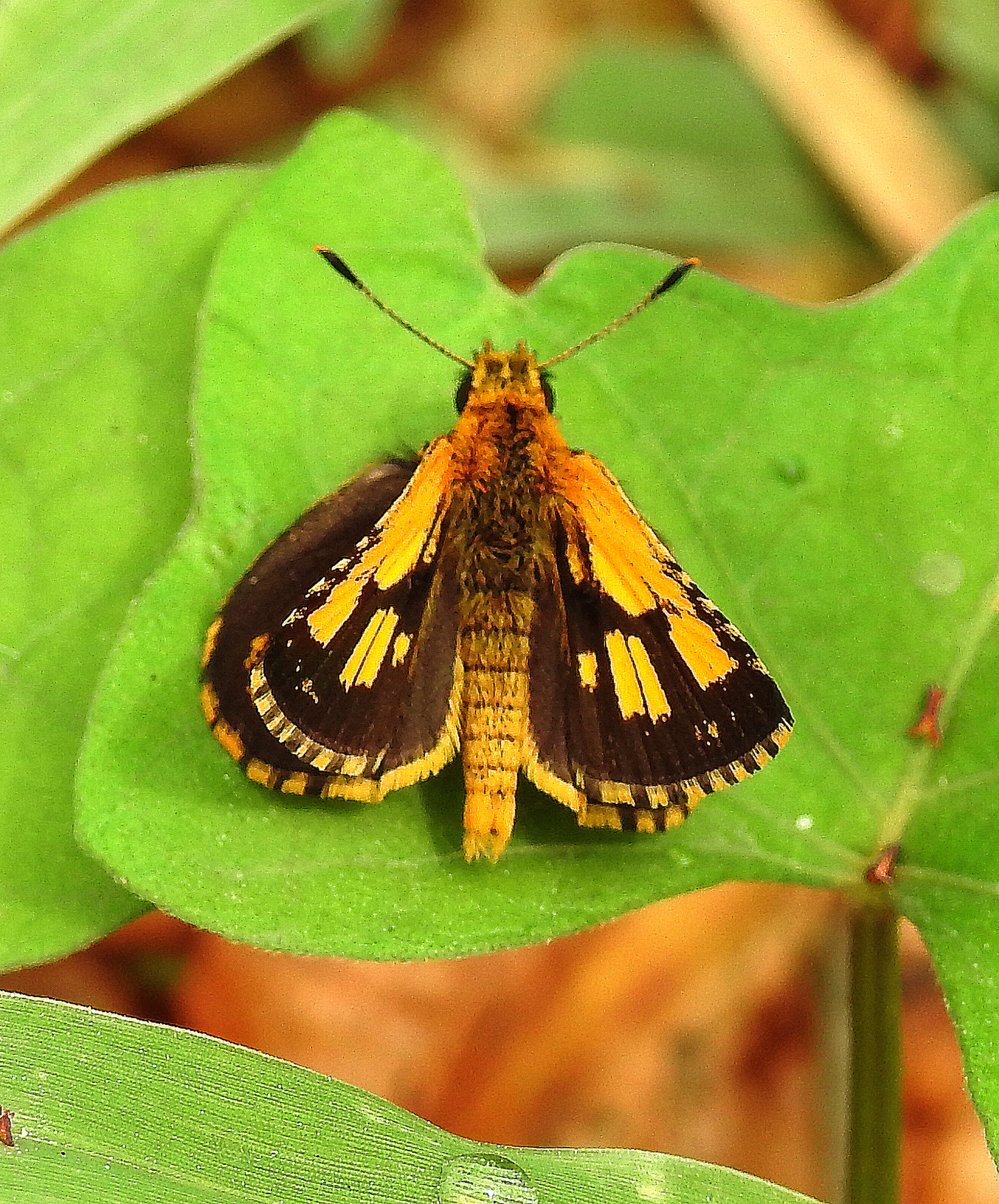 Image of Bush Hopper