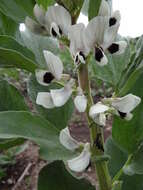 Image of Broad Bean