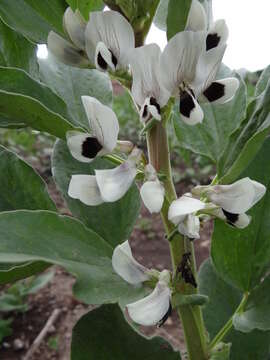 Image of Broad Bean