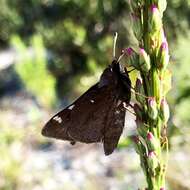 Imagem de Megathymus cofaqui Strecker 1876