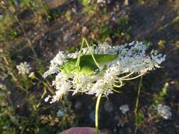 Scudderia pistillata Brunner von Wattenwyl 1878 resmi