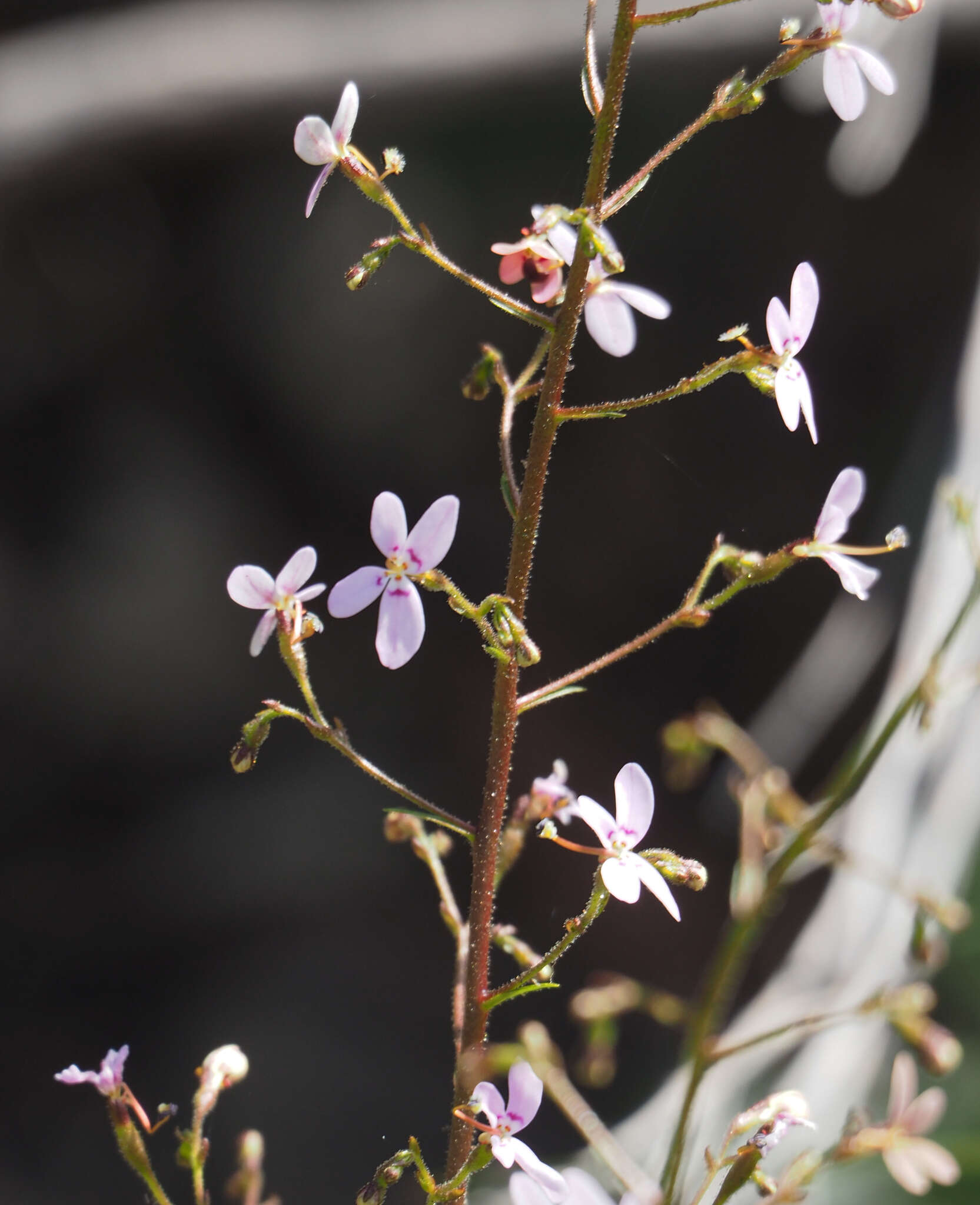 Image of Stylidium laricifolium Rich.