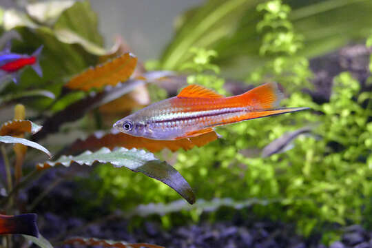 Image of Green swordtail