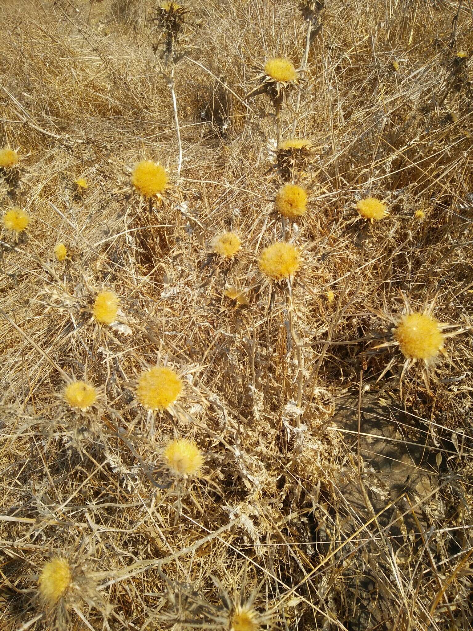 Imagem de Carlina libanotica Boiss.