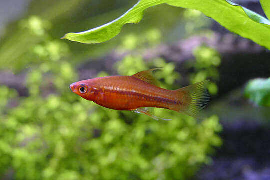 Image of Green swordtail