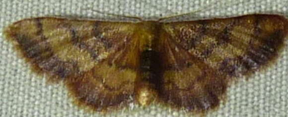 Image of Red-Bordered Wave Moth