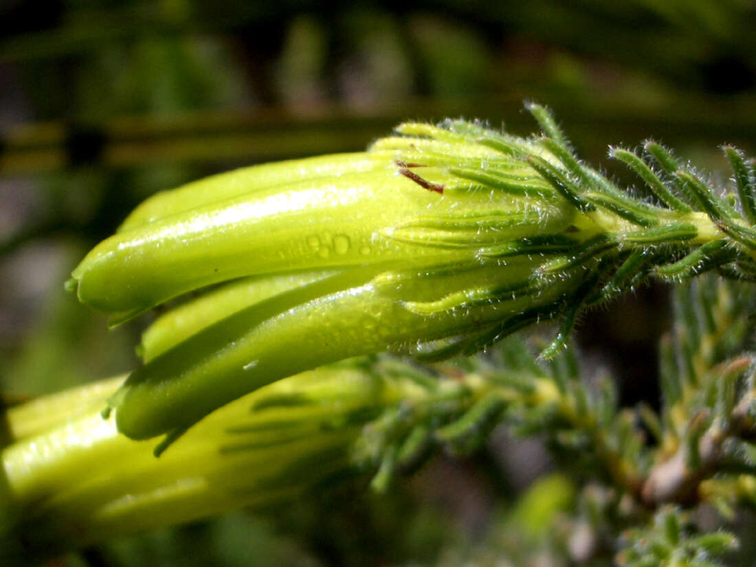 Image of Erica unicolor subsp. unicolor