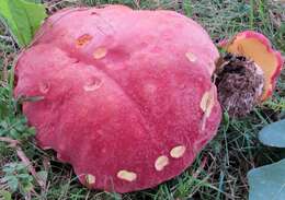 Image of Boletus miniatopallescens A. H. Sm. & Thiers 1971