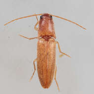 Image of <i>Anchastus fumicollis</i>