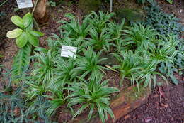 Image of Chlorophytum laxum R. Br.