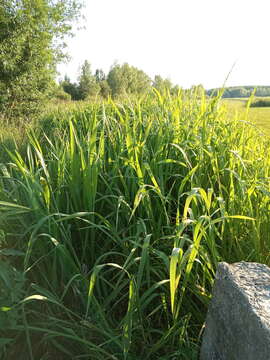 Sivun Zizania latifolia (Griseb.) Turcz. ex Stapf kuva