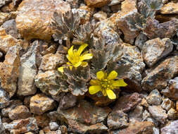 Image de Ranunculus crithmifolius Hook. fil.