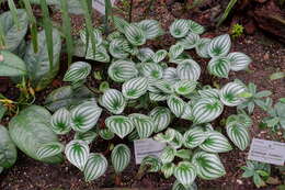 Image of Peperomia argyreia (Miq.) E. Morr.