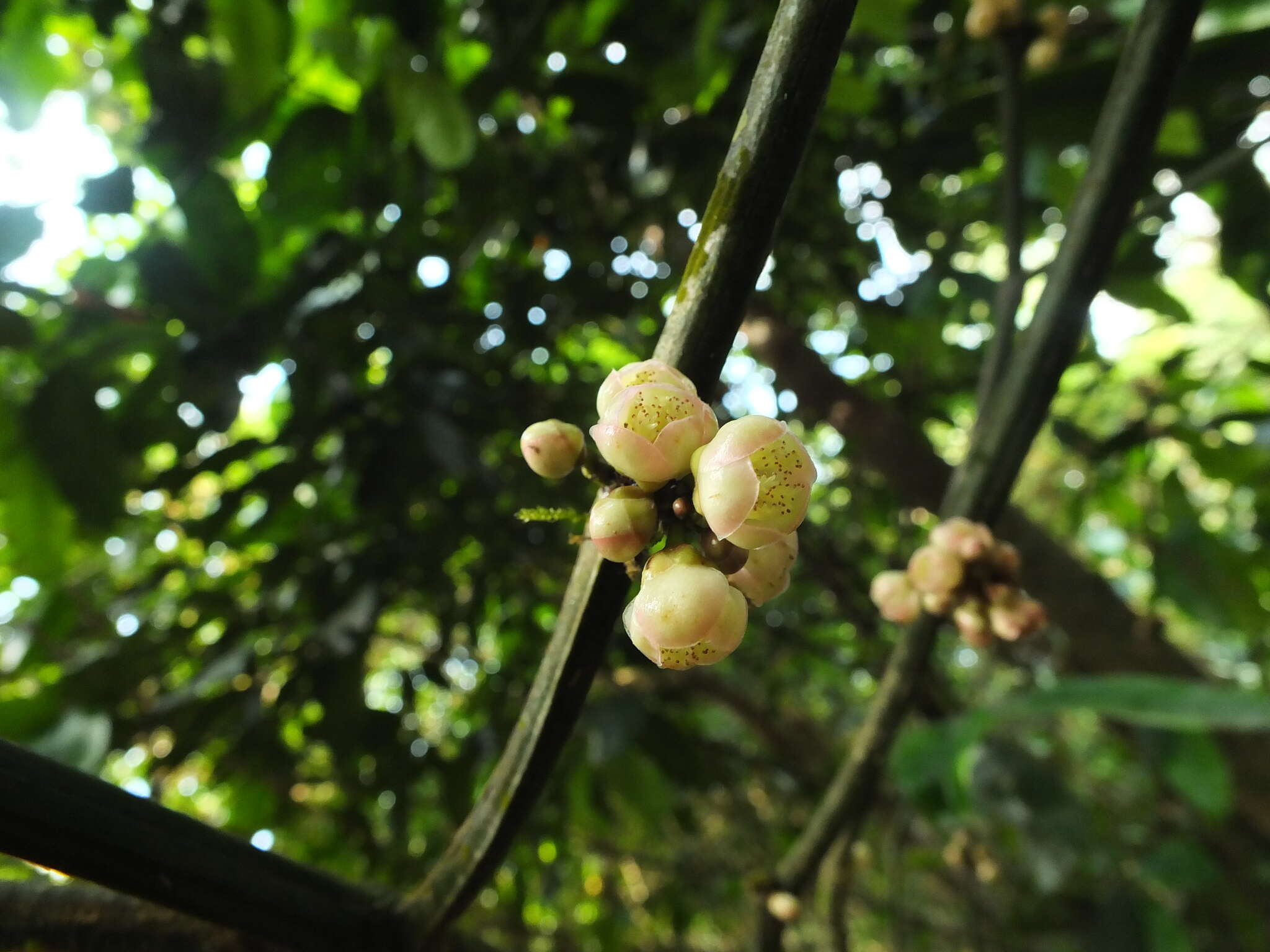 Image of Garcinia talbotii Raiz.