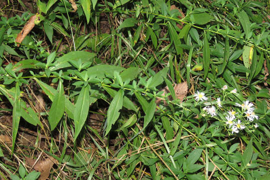 Image of white panicle aster