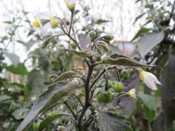 Image of European Black Nightshade