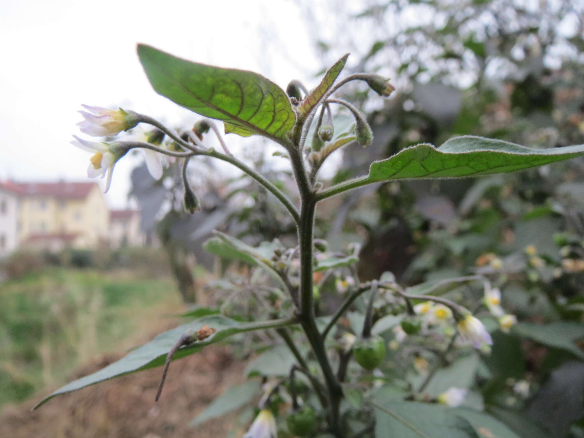 Image of European Black Nightshade