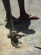 Image of West Indian Iguana